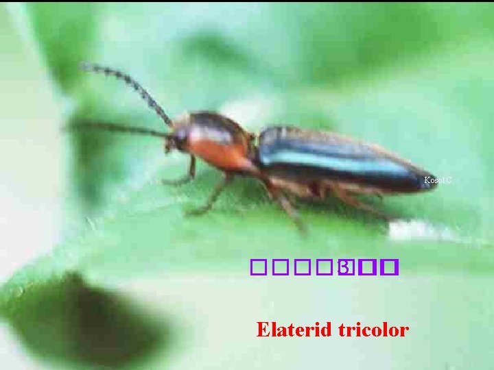 Kosol C. ������� 3 �� Elaterid tricolor 