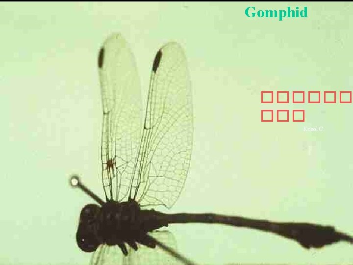 Gomphid ������ Kosol C. 