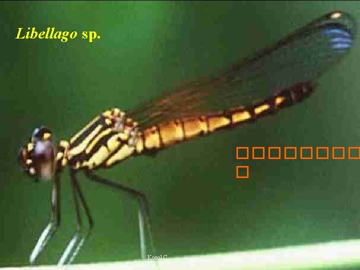 Libellago sp. ���� � Kosol C. 