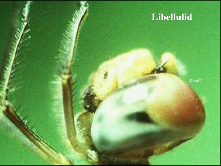 Libellulid Kosol C. 