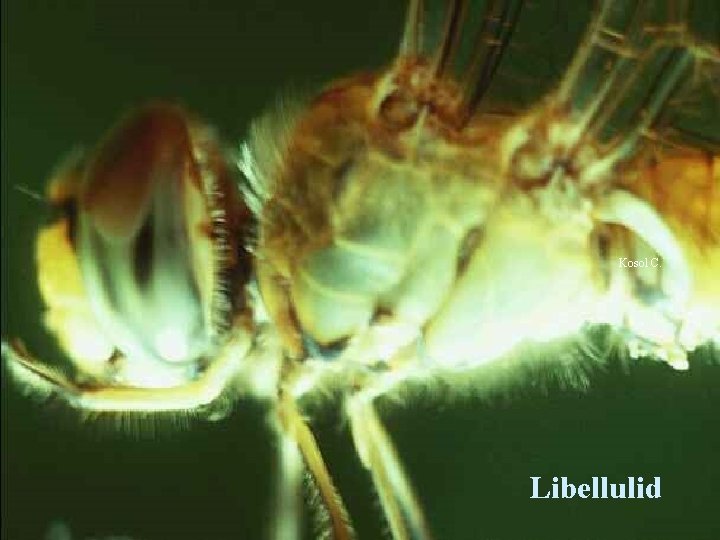 Kosol C. Libellulid 