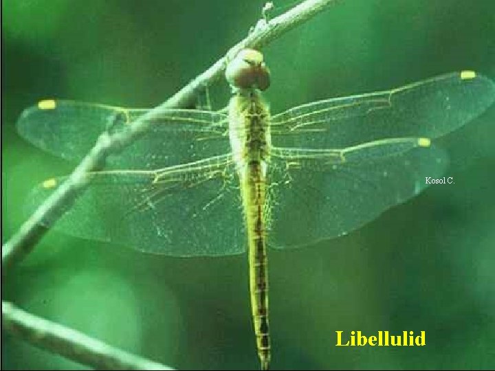 Kosol C. Libellulid 