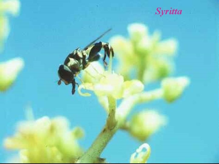 Syritta 