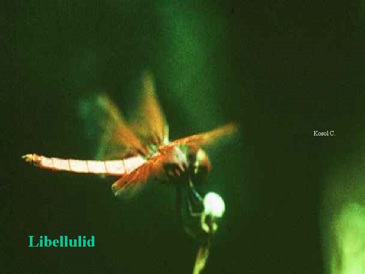 Kosol C. Libellulid 