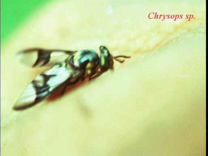 Chrysops sp. Kosol C. 