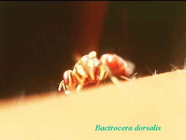 Bactrocera dorsalis 