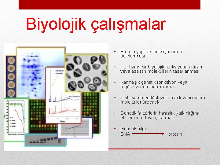 Biyolojik çalışmalar • Protein yapı ve fonksiyonunun belirlenmesi • Her hangi bir biyolojik fonksiyonu