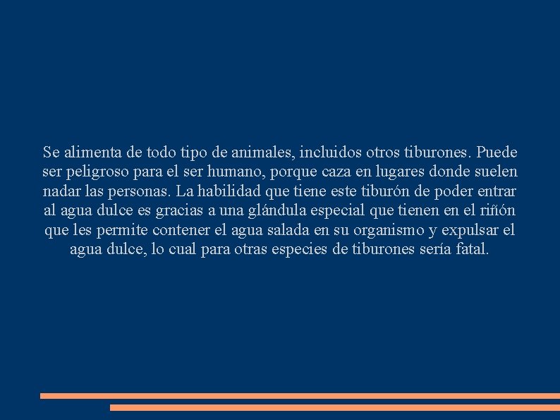 Se alimenta de todo tipo de animales, incluidos otros tiburones. Puede ser peligroso para