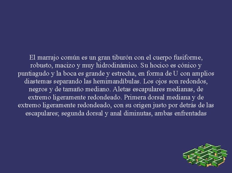 El marrajo común es un gran tiburón con el cuerpo fusiforme, robusto, macizo y