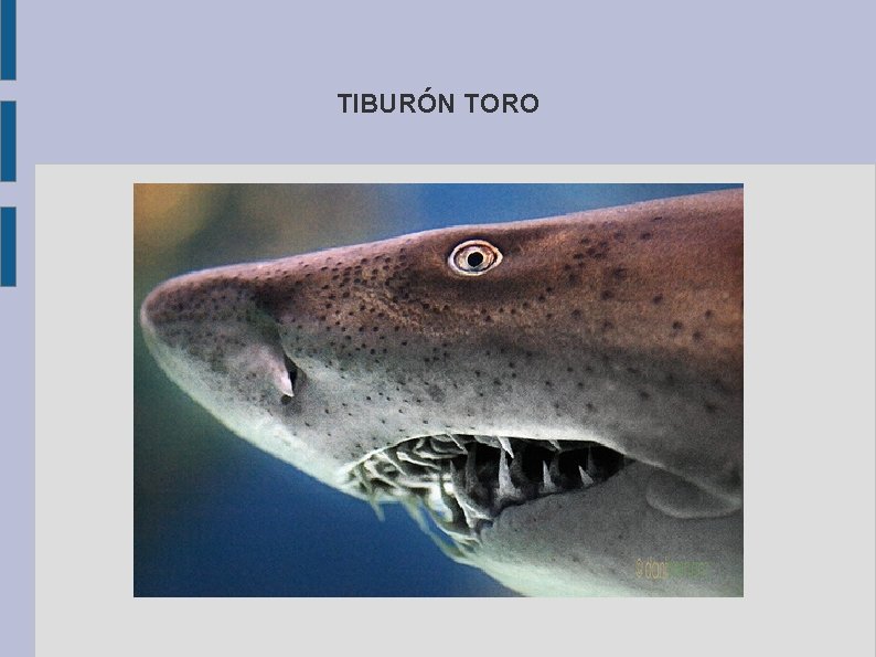 TIBURÓN TORO 