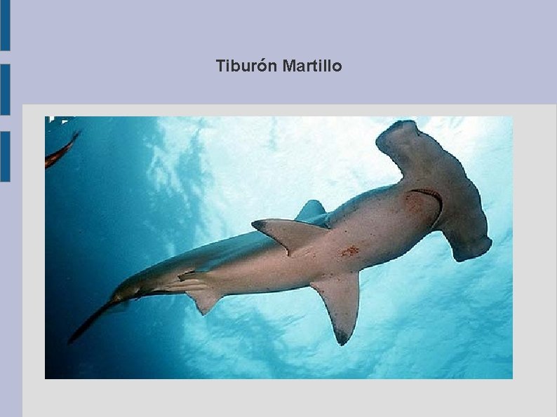 Tiburón Martillo 