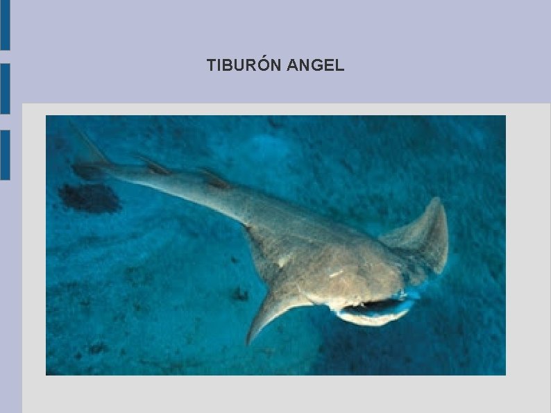 TIBURÓN ANGEL 