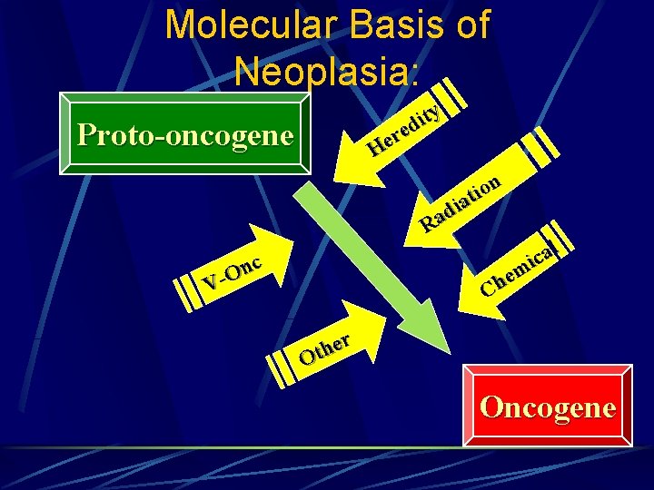 Molecular Basis of Neoplasia: y t i d e r He Proto-oncogene n o