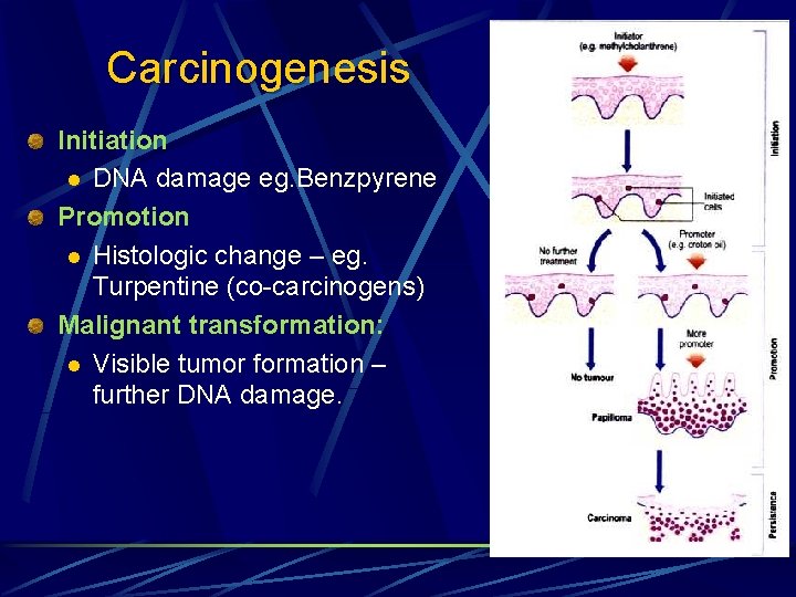 Carcinogenesis Initiation l DNA damage eg. Benzpyrene Promotion l Histologic change – eg. Turpentine