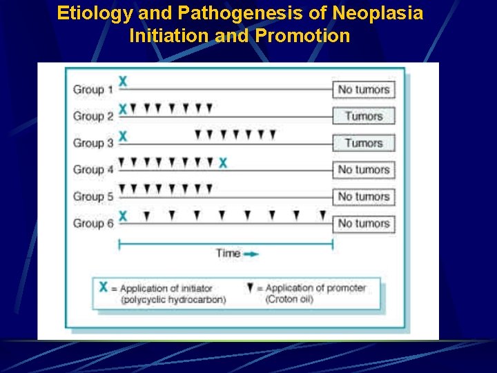 Etiology and Pathogenesis of Neoplasia Initiation and Promotion 