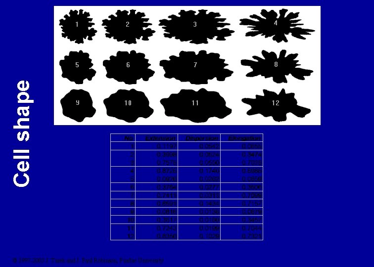 Cell shape © 1997 -2005 J. Turek and J. Paul Robinson, Purdue University 