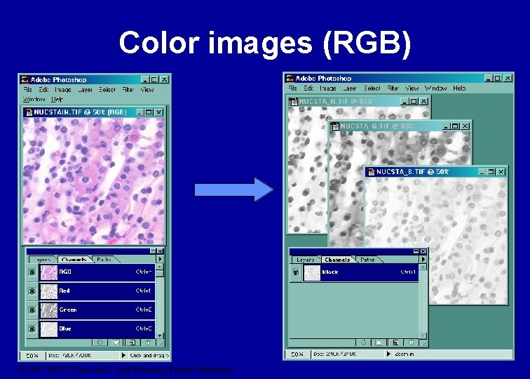 Color images (RGB) © 1997 -2005 J. Turek and J. Paul Robinson, Purdue University