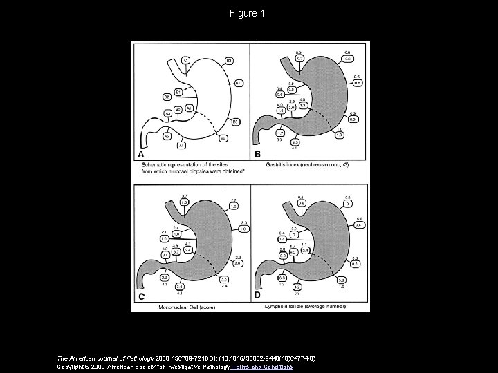 Figure 1 The American Journal of Pathology 2000 156709 -721 DOI: (10. 1016/S 0002