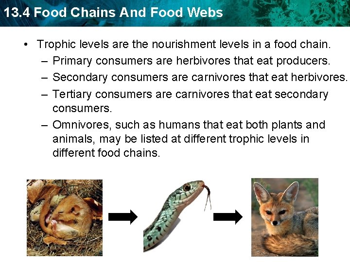 13. 4 Food Chains And Food Webs • Trophic levels are the nourishment levels