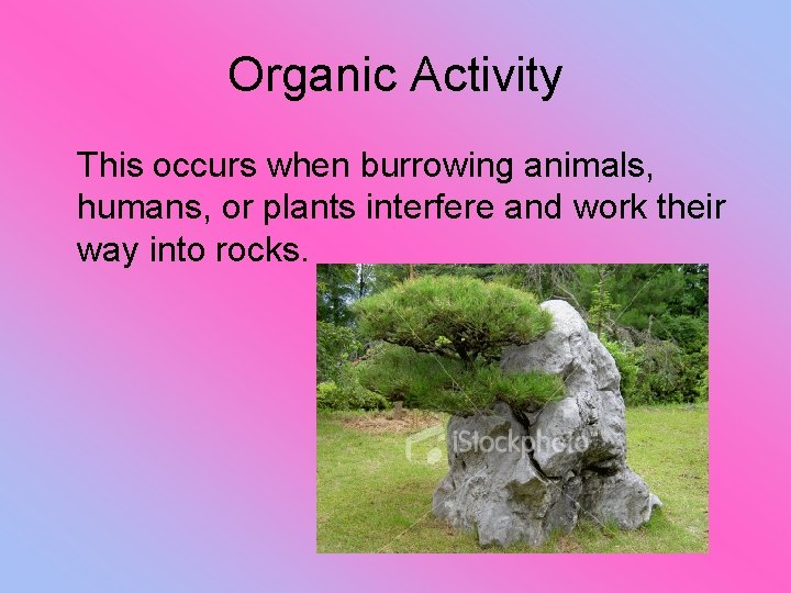 Organic Activity This occurs when burrowing animals, humans, or plants interfere and work their