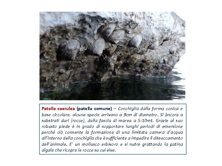 Patella caerulea (patella comune) – Conchiglia dalla forma conica e base circolare, alcune specie