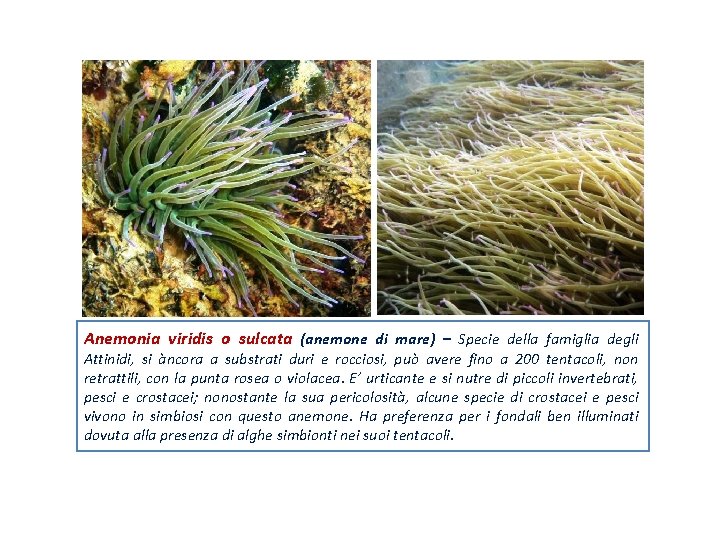 Anemonia viridis o sulcata (anemone di mare) – Specie della famiglia degli Attinidi, si