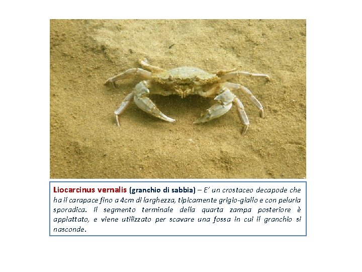 Liocarcinus vernalis (granchio di sabbia) – E’ un crostaceo decapode che ha il carapace