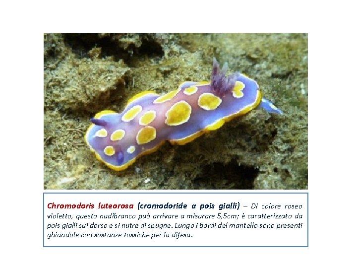 Chromodoris luteorosa (cromodoride a pois gialli) – Di colore roseo violetto, questo nudibranco può