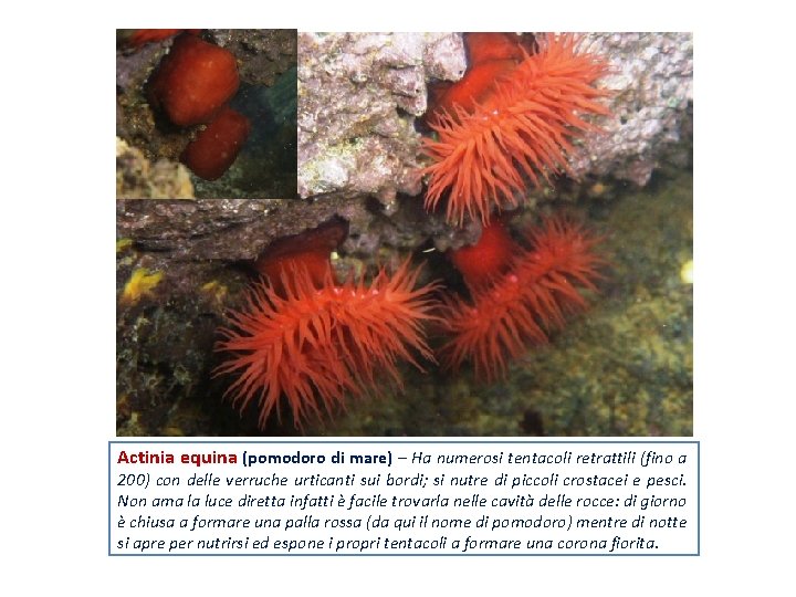 Actinia equina (pomodoro di mare) – Ha numerosi tentacoli retrattili (fino a 200) con
