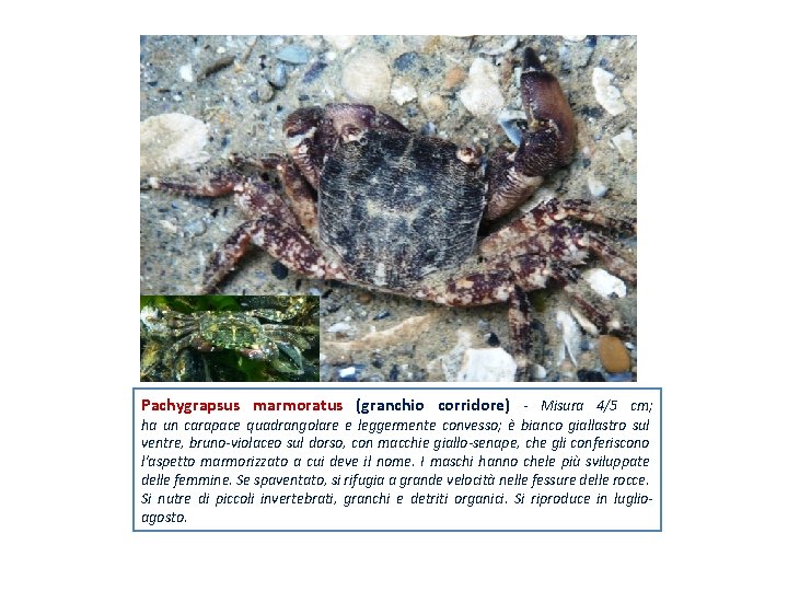 Pachygrapsus marmoratus (granchio corridore) - Misura 4/5 cm; ha un carapace quadrangolare e leggermente