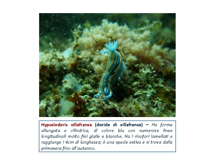 Hypselodoris villafranca (doride di villafranca) – Ha forma allungata e cilindrica, di colore blu