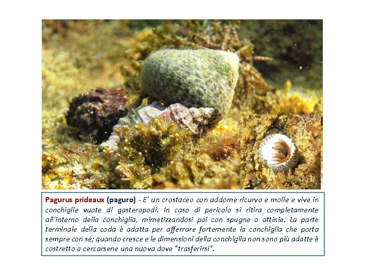 Pagurus prideaux (paguro) - E’ un crostaceo con addome ricurvo e molle e vive