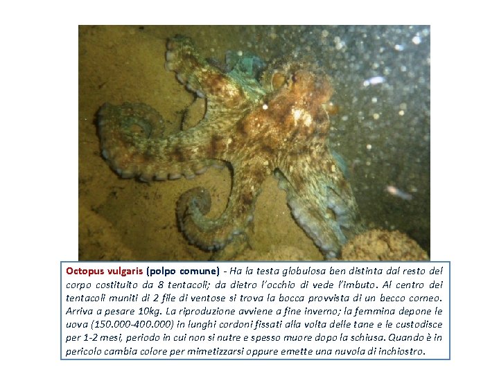 Octopus vulgaris (polpo comune) - Ha la testa globulosa ben distinta dal resto del