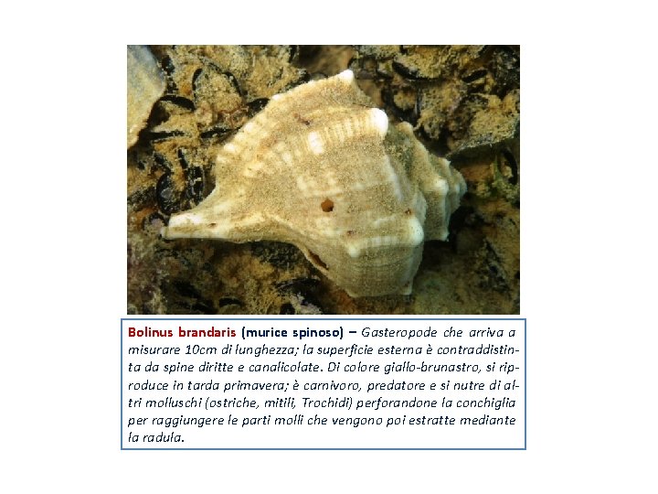 Bolinus brandaris (murice spinoso) – Gasteropode che arriva a misurare 10 cm di lunghezza;