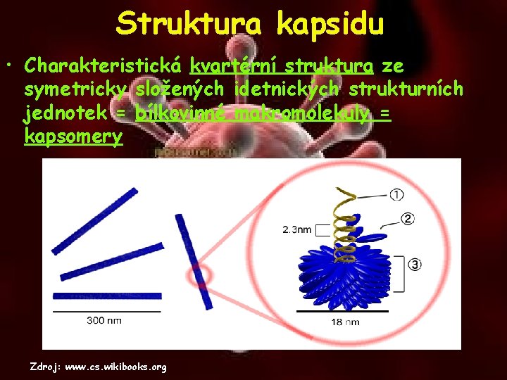 Struktura kapsidu • Charakteristická kvartérní struktura ze symetricky složených idetnických strukturních jednotek = bílkovinné