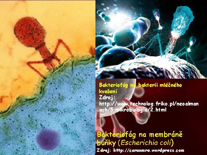 Bakteriofág na bakterii mléčného kvašení Zdroj: http: //www. technolog. friko. pl/neoalman ach/5. mikrobiologia/2. html