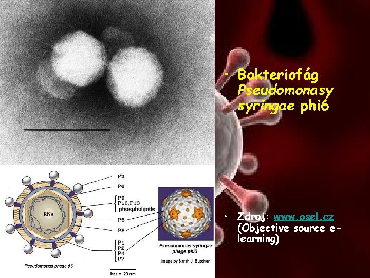  • Bakteriofág Pseudomonasy syringae phi 6 • Zdroj: www. osel. cz (Objective source