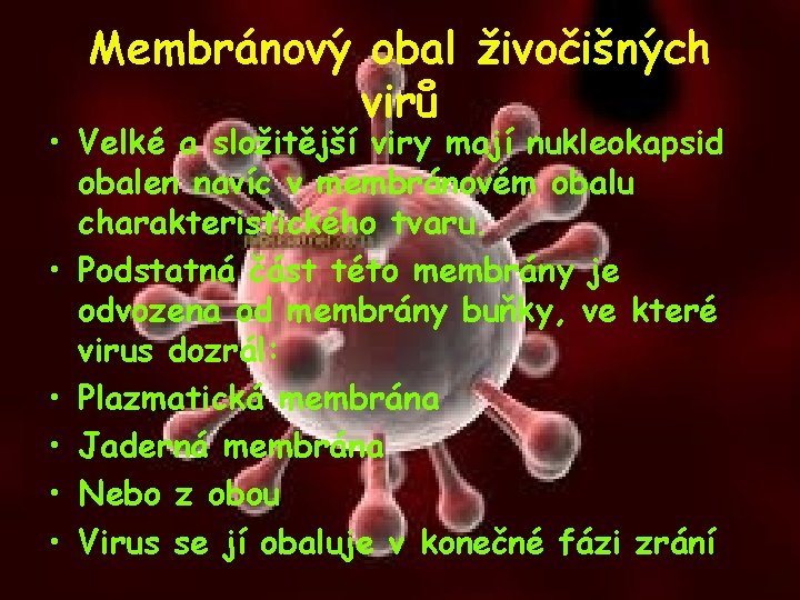 Membránový obal živočišných virů • Velké a složitější viry mají nukleokapsid obalen navíc v