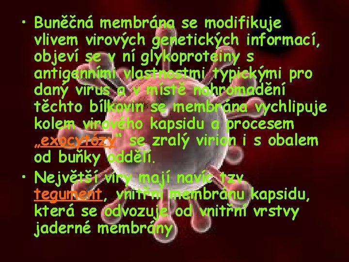  • Buněčná membrána se modifikuje vlivem virových genetických informací, objeví se v ní