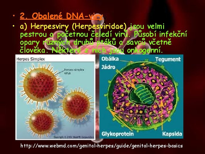  • 2. Obalené DNA-viry. • a) Herpesviry (Herpesviridae) jsou velmi pestrou a početnou