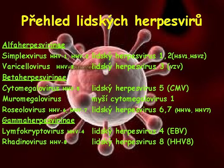 Přehled lidských herpesvirů Alfaherpesvirinae Simplexvirus HHV-1, HHV-2 Varicellovirus HHV-3 Betaherpesvirinae Cytomegalovirus HHV-5 Muromegalovirus Roseolovirus