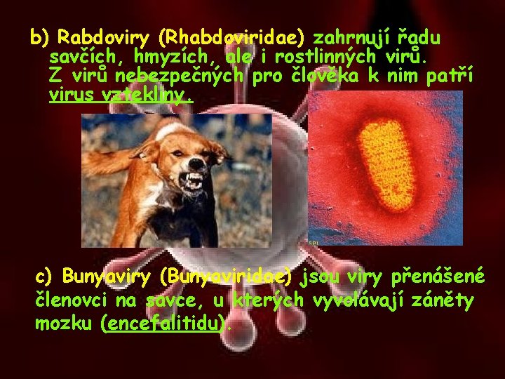 b) Rabdoviry (Rhabdoviridae) zahrnují řadu savčích, hmyzích, ale i rostlinných virů. Z virů nebezpečných