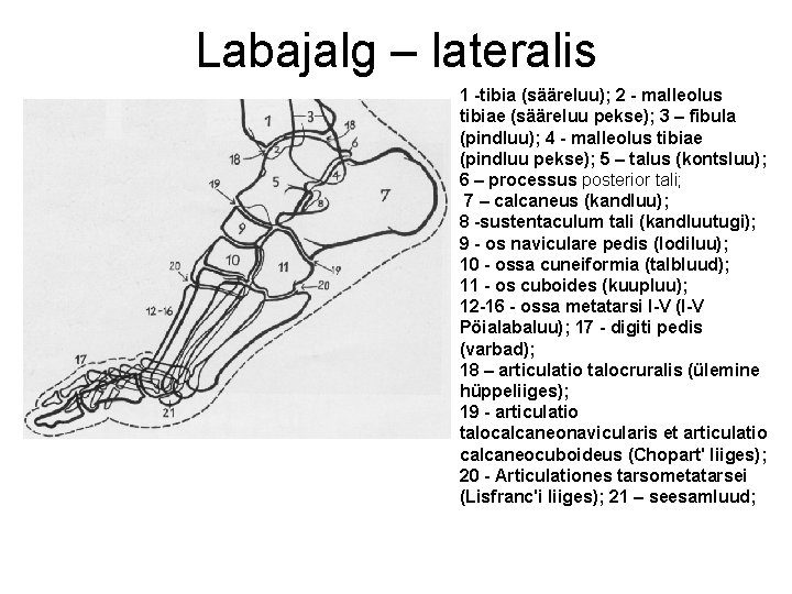Labajalg – lateralis 1 -tibia (sääreluu); 2 - malleolus tibiae (sääreluu pekse); 3 –
