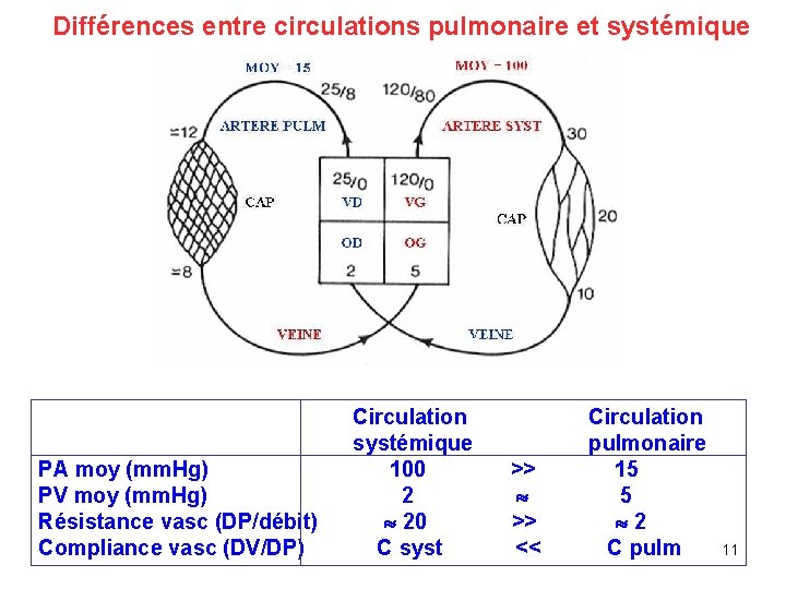 Différences entre circulations pulmonaire et systémique Circulation systémique pulmonaire PA moy (mm. Hg) 100