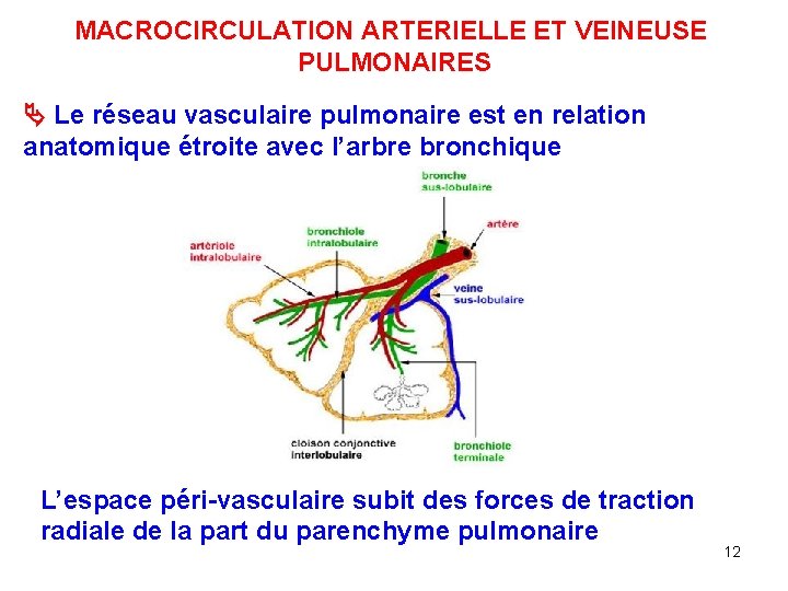 MACROCIRCULATION ARTERIELLE ET VEINEUSE PULMONAIRES Le réseau vasculaire pulmonaire est en relation anatomique étroite