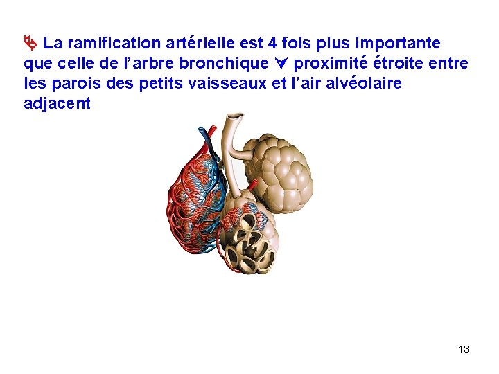  La ramification artérielle est 4 fois plus importante que celle de l’arbre bronchique