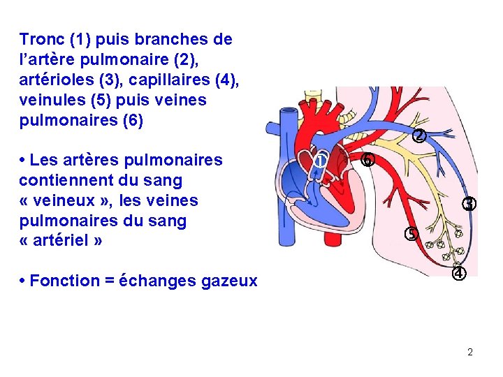 Tronc (1) puis branches de l’artère pulmonaire (2), artérioles (3), capillaires (4), veinules (5)