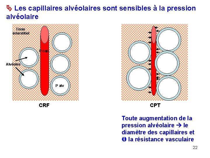  Les capillaires alvéolaires sont sensibles à la pression alvéolaire Tissu interstitiel P cap.