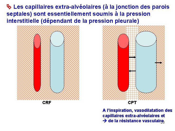  Les capillaires extra-alvéolaires (à la jonction des parois septales) sont essentiellement soumis à