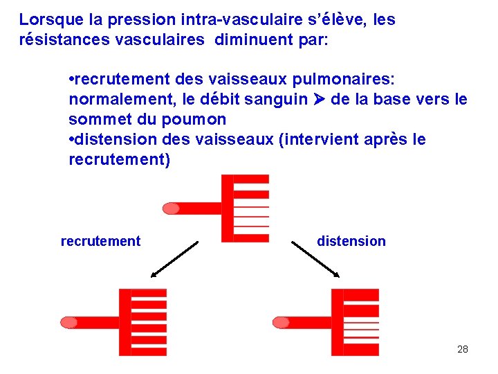 Lorsque la pression intra-vasculaire s’élève, les résistances vasculaires diminuent par: • recrutement des vaisseaux